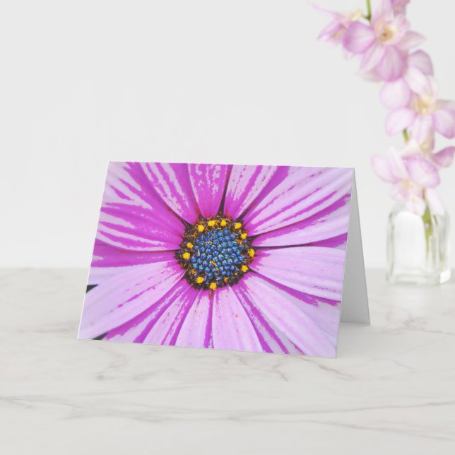 African Daisy Art Pink Flower Note Card (Orchid)
