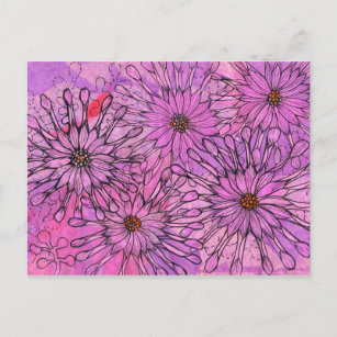 African Daisy Cape Daisies Pink Flowers Floral Art Postcard