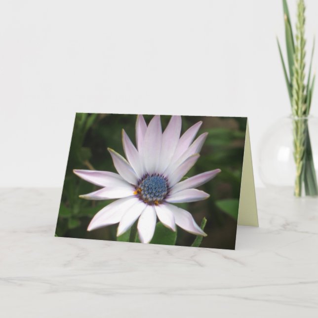 African Daisy Card (Front)
