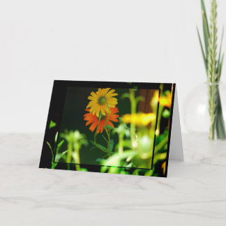 AFRICAN DAISY- CARD