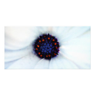 African daisy card