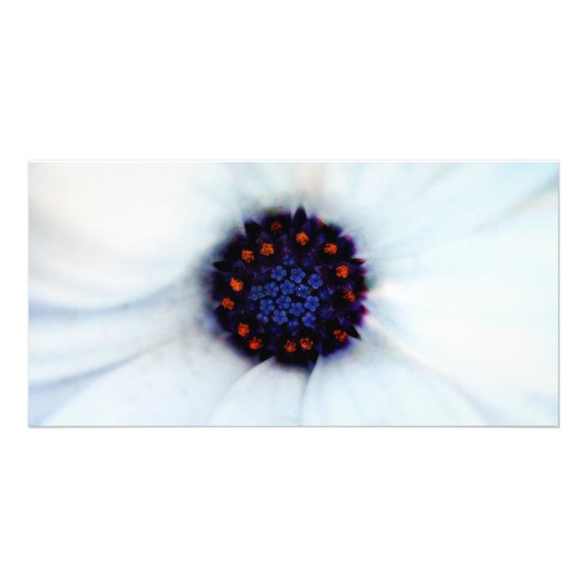 African daisy card (Front)