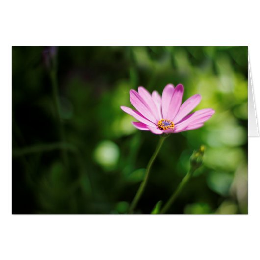 African daisy cards (Front Horizontal)
