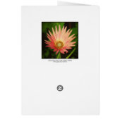 African Daisy Cards (Back)