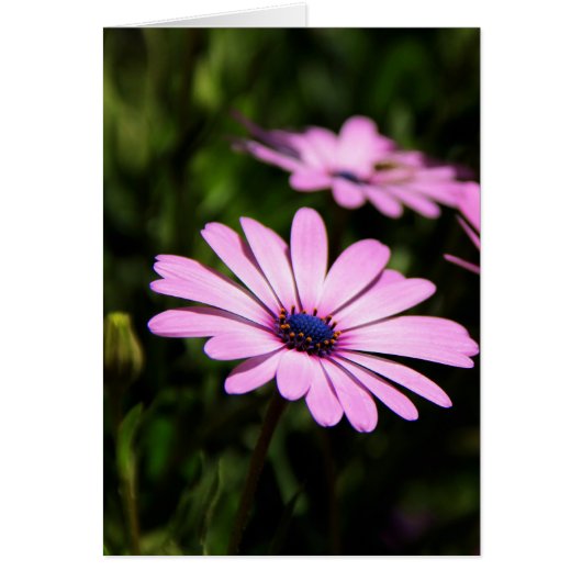 African Daisy Cards (Front)