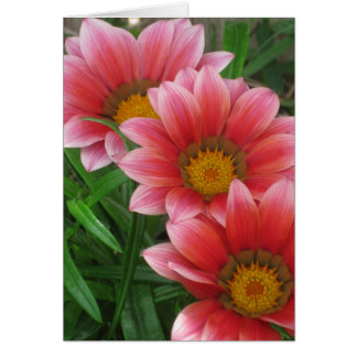 African Daisy Cards