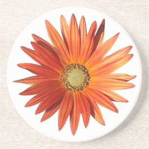 African Daisy Coaster