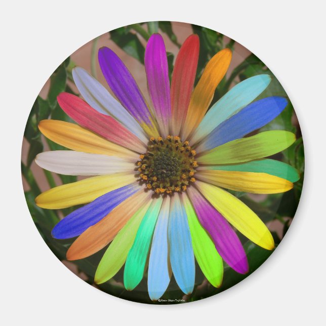 African Daisy Colorful-Magnet Magnet (Front)