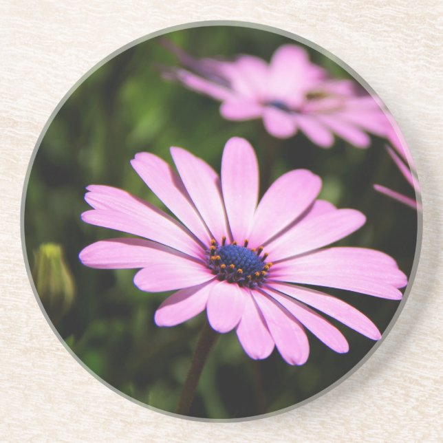 African Daisy Drink Coaster (Front)