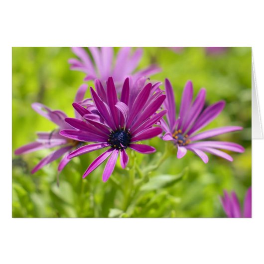 African Daisy Flower Card (Front Horizontal)