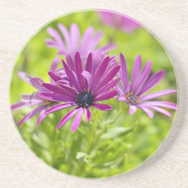 African Daisy Flower  Coaster (Front)