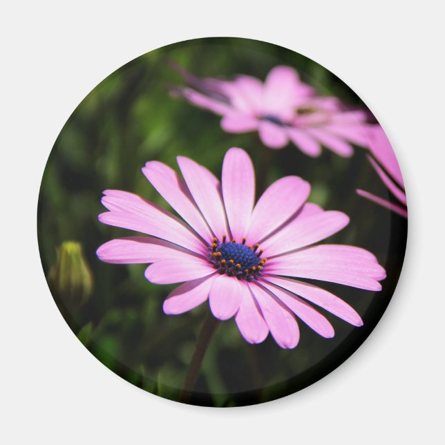 African Daisy Flower Photograph Magnet (Front)