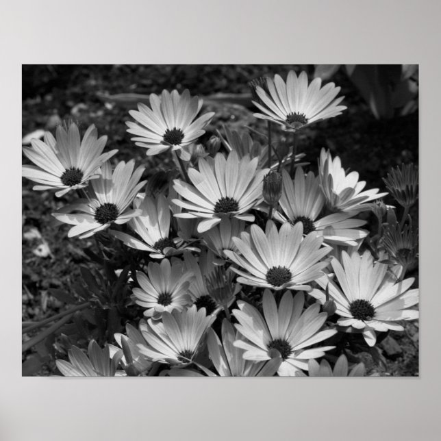 African Daisy Flowers In Black And White Poster (Front)