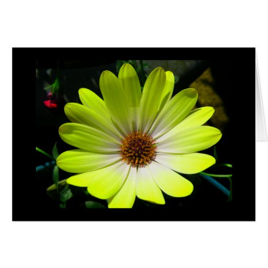 African Daisy Fluorescent Yellow Greeting Card (Front Horizontal)