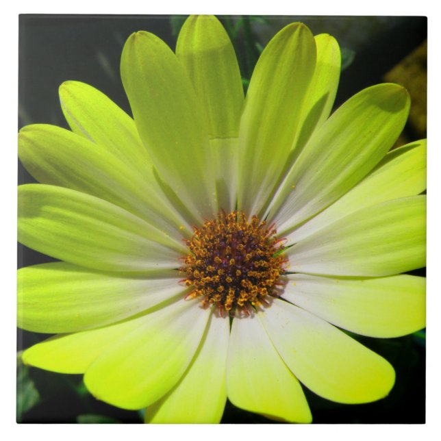 African Daisy Fluorescent Yellow Tile (Front)