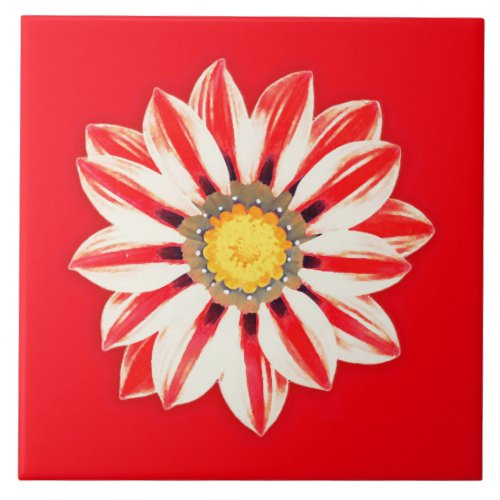 African Daisy  Gazania _ Red and White Striped Ceramic Tile