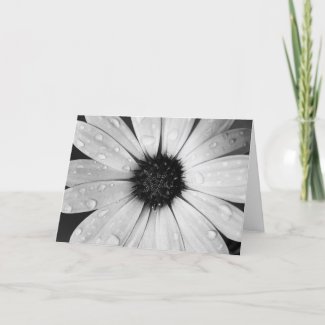 African Daisy in Black and White card
