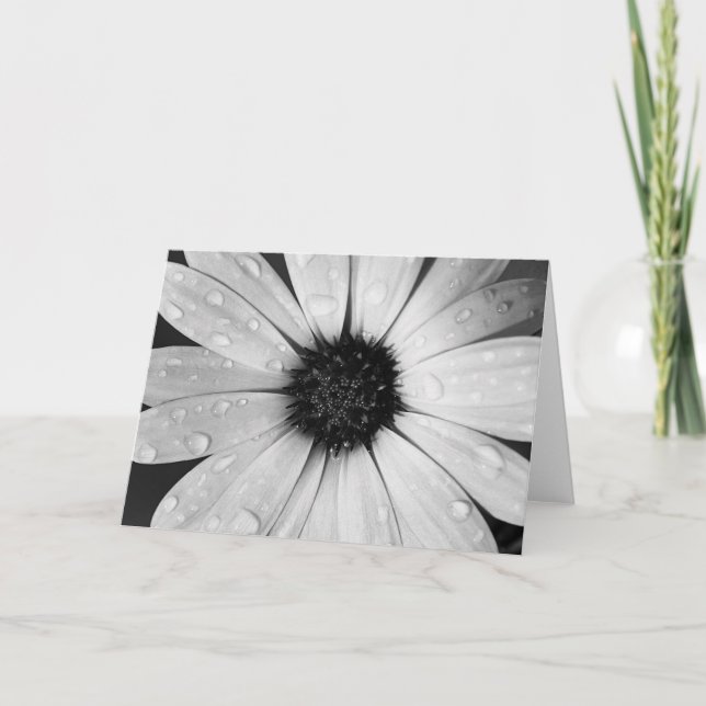 African Daisy in Black and White Card (Front)