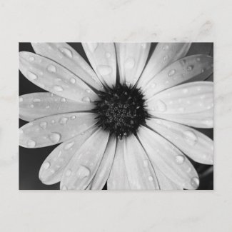 African Daisy in Black and White postcard