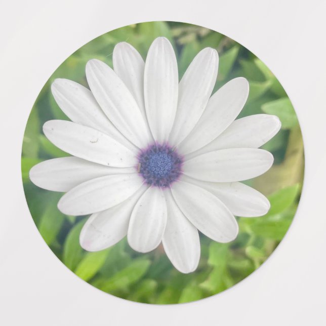 African Daisy Labels (Design 2)
