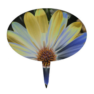 African Daisy Lapis and Gold Cake Pick