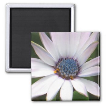 African Daisy Magnet by ggbythebay at Zazzle