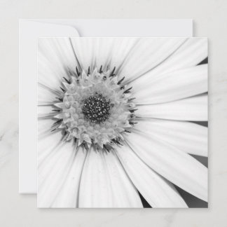 African Daisy Monochrome Floral Card