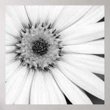 African Daisy Monochrome Floral