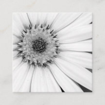 African Daisy Monochrome Floral