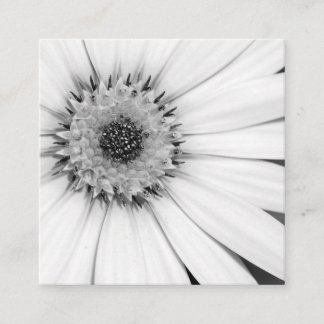 African Daisy Monochrome Floral Square Business Card