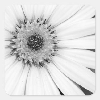 African Daisy Monochrome Floral Square Sticker