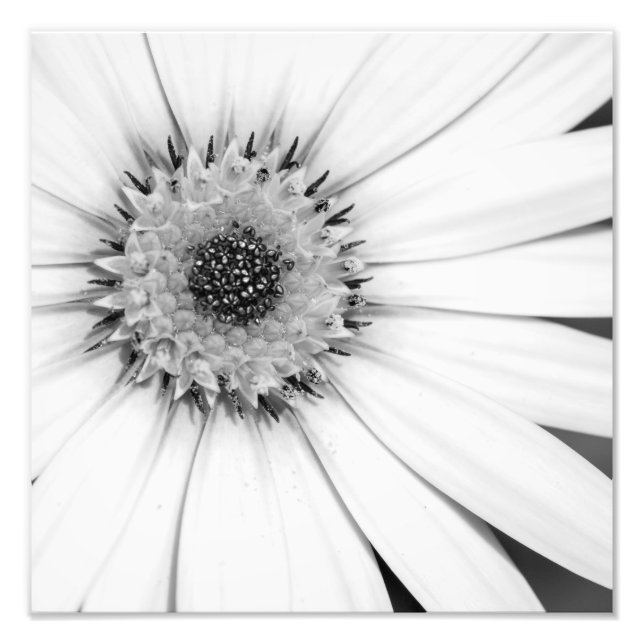 African Daisy Monochrome Photo (Front)