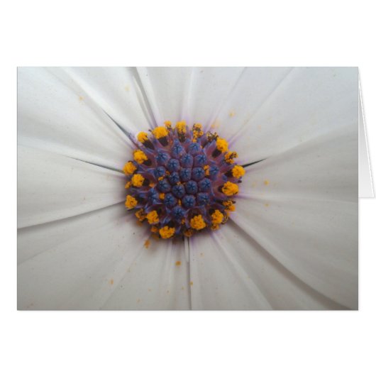 African Daisy Photography Cards (Front Horizontal)