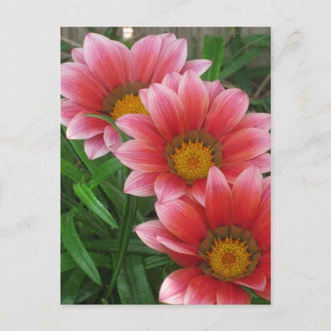 African Daisy Postcard (Front)