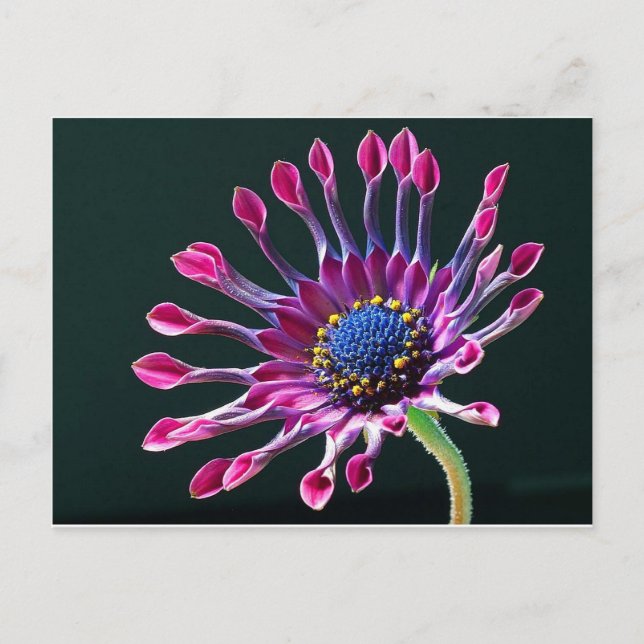 African Daisy Postcard (Front)