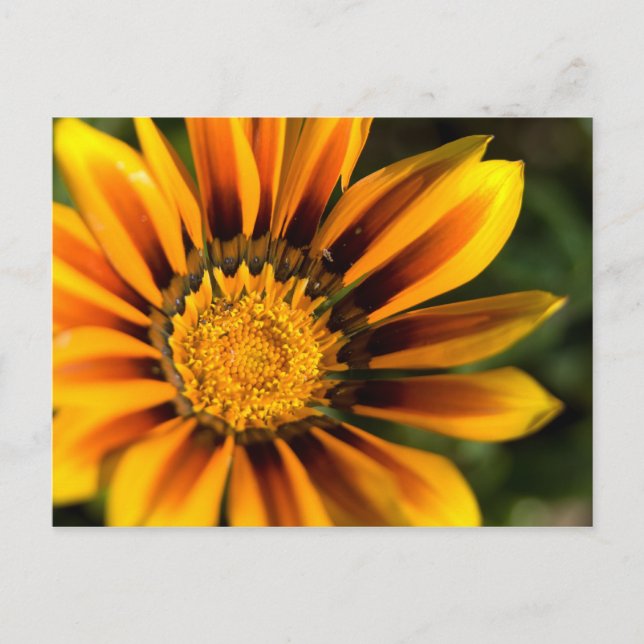 African Daisy Postcard (Front)