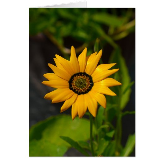 African Daisy Yellow-card Cards (Front)