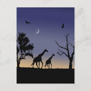 African dawn - giraffes postcard