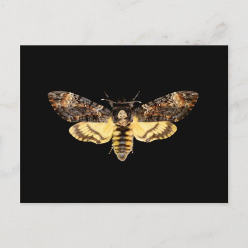 african death head hawkmoth moth butterfly insect  postcard