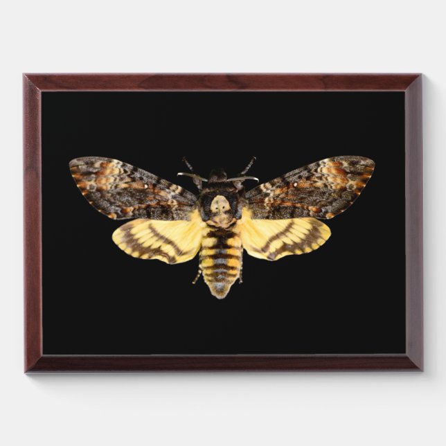 african death head moth butterfly insect Acheronti Award Plaque (Horizontal)