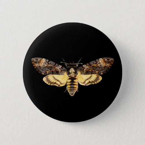 african death head moth butterfly insect Acheronti Button