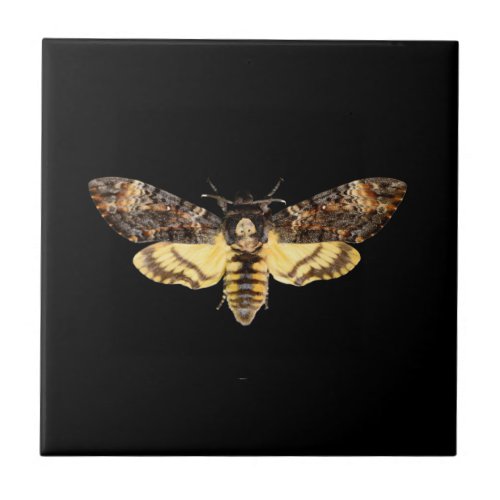 african death head moth butterfly insect Acheronti Ceramic Tile