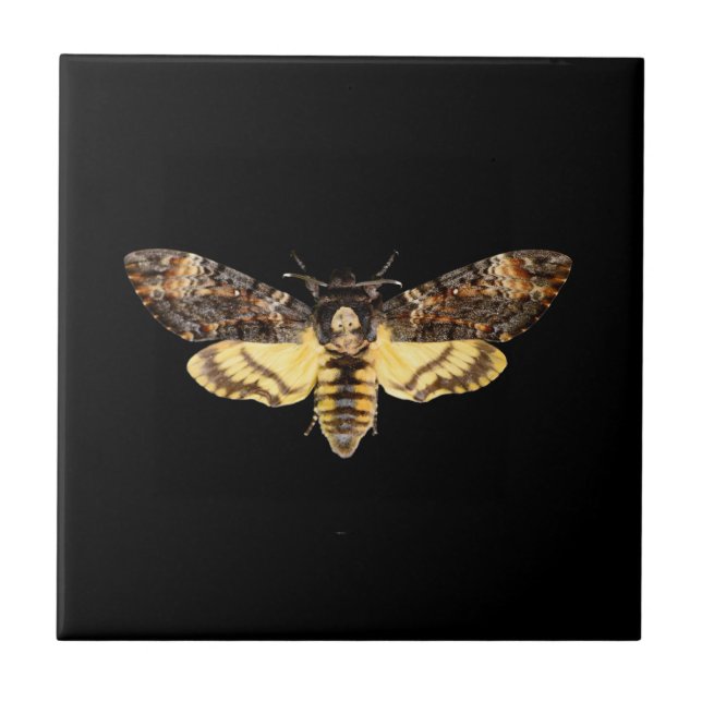 african death head moth butterfly insect Acheronti Ceramic Tile (Front)