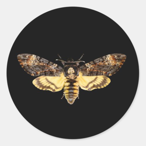 african death head moth butterfly insect Acheronti Classic Round Sticker