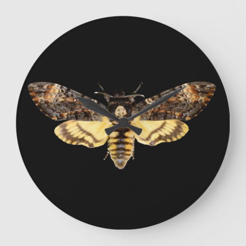 african death head moth butterfly insect Acheronti Large Clock