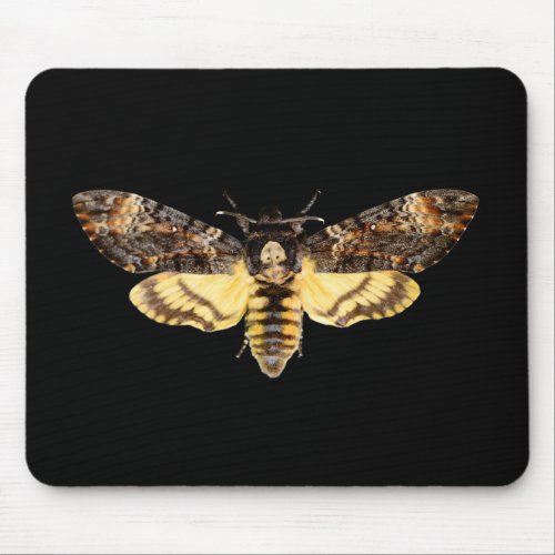 african death head moth butterfly insect Acheronti Mouse Pad