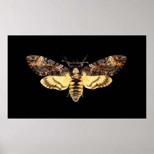 african death head moth butterfly insect Acheronti Poster