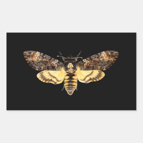 african death head moth butterfly insect Acheronti Rectangular Sticker