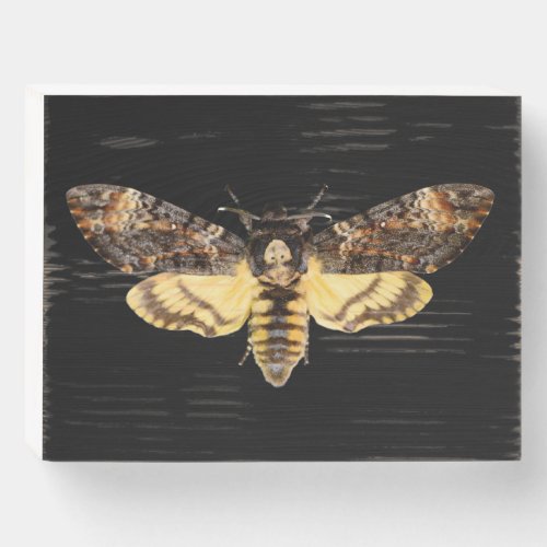 african death head moth butterfly insect Acheronti Wooden Box Sign