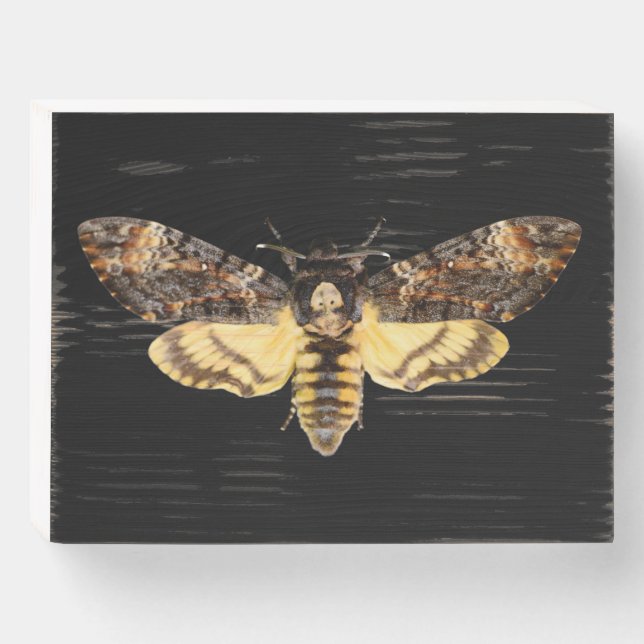 african death head moth butterfly insect Acheronti Wooden Box Sign (Front Horizontal)